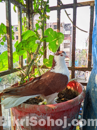 সিরাজি কবুতর